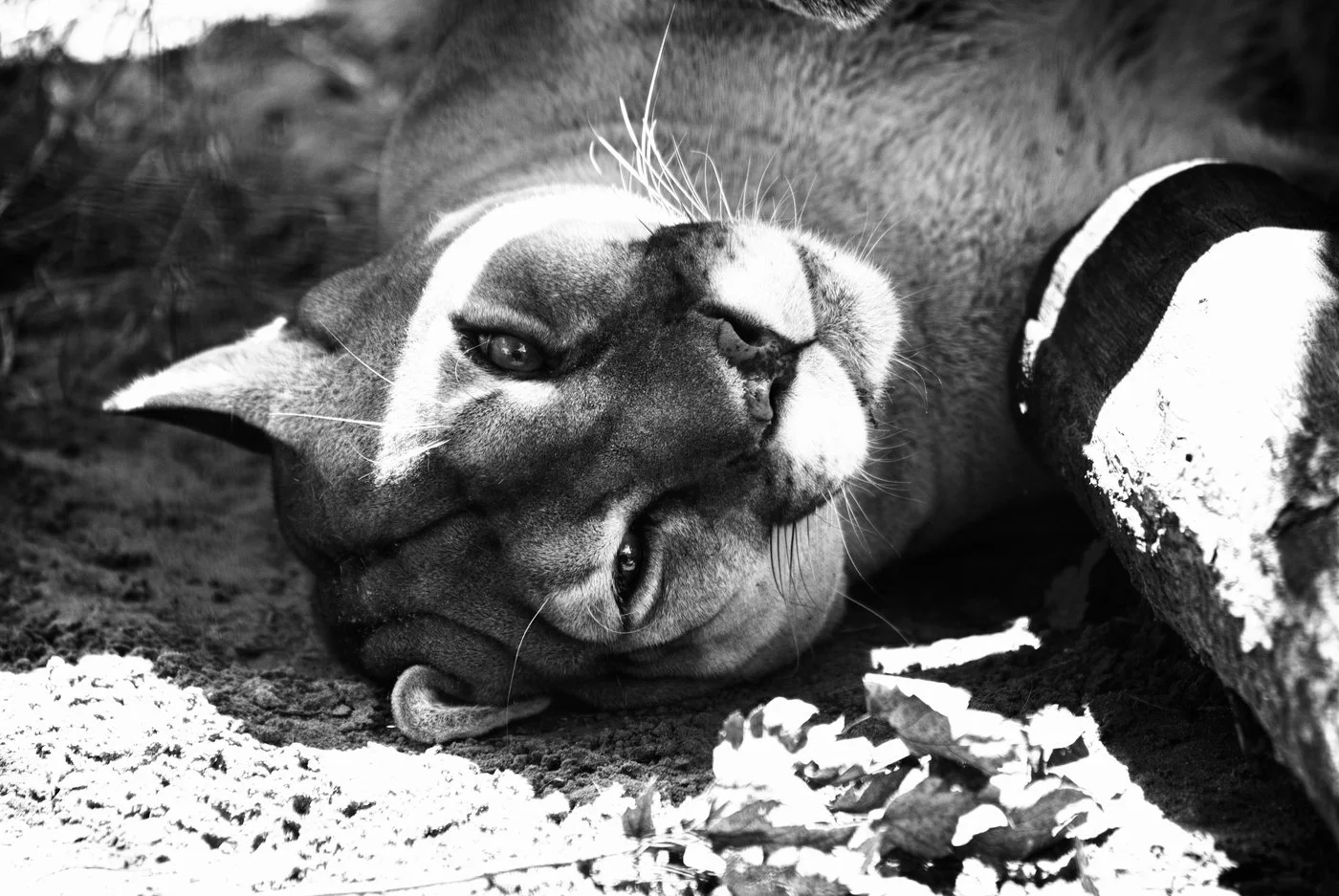 Black and white portrait of a resting cougar