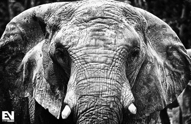 Black and white close-up portrait of an elephant
